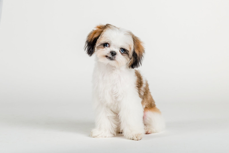 New Puppy Must Haves