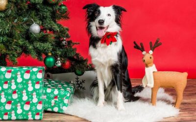 4 Tips for your dog this Holiday season