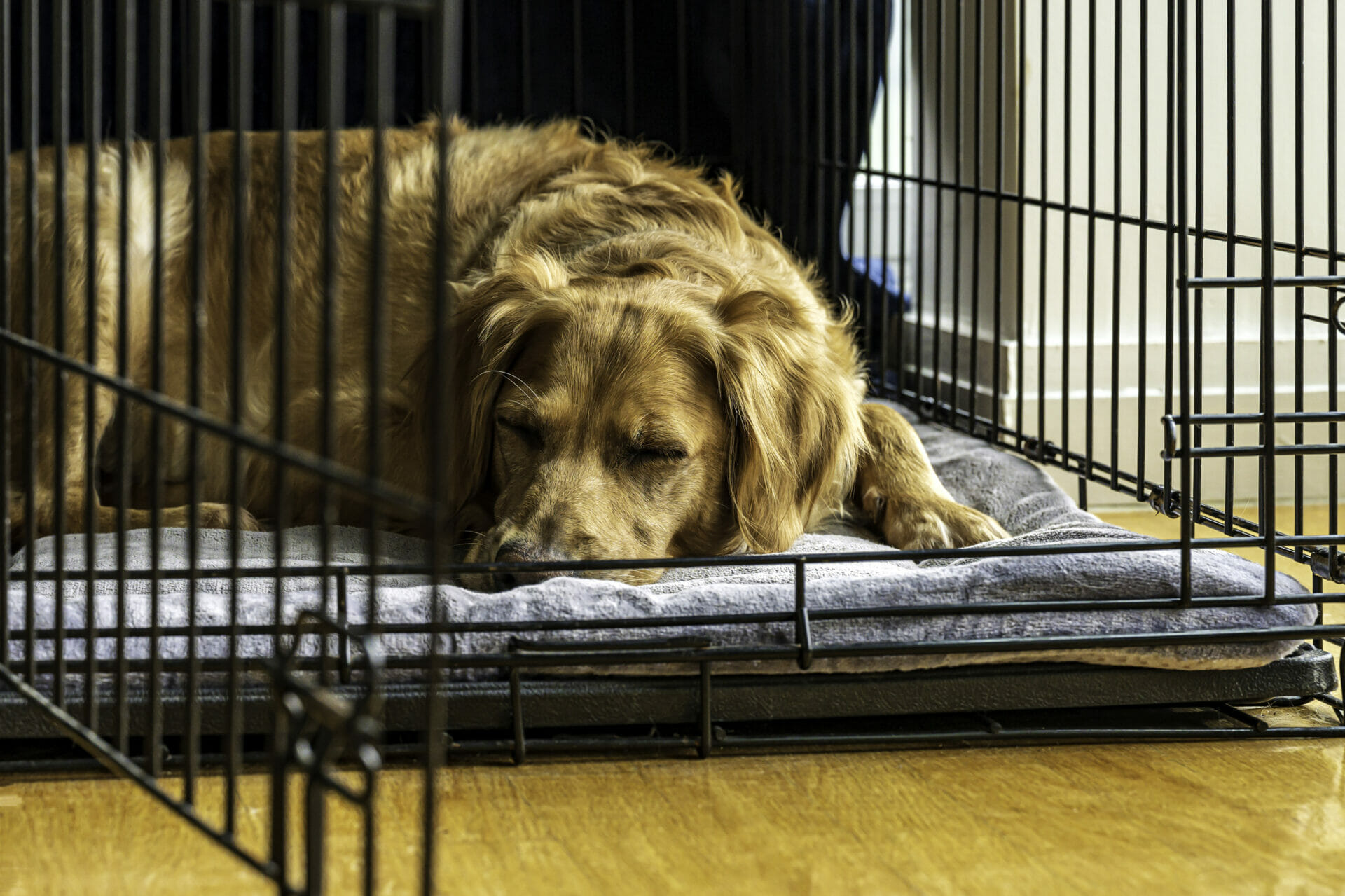 Why Crate Training is So Beneficial for Your Puppy