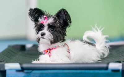 Top 5 Questions New Puppy Owners Have