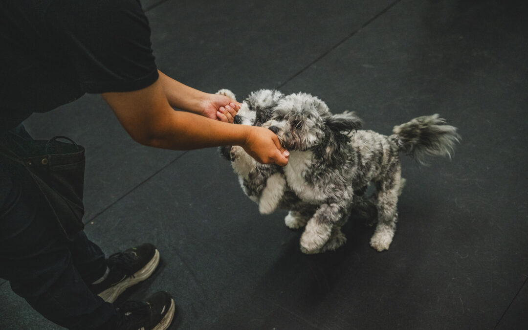 How to successfully train puppies that try to bite you during training sessions