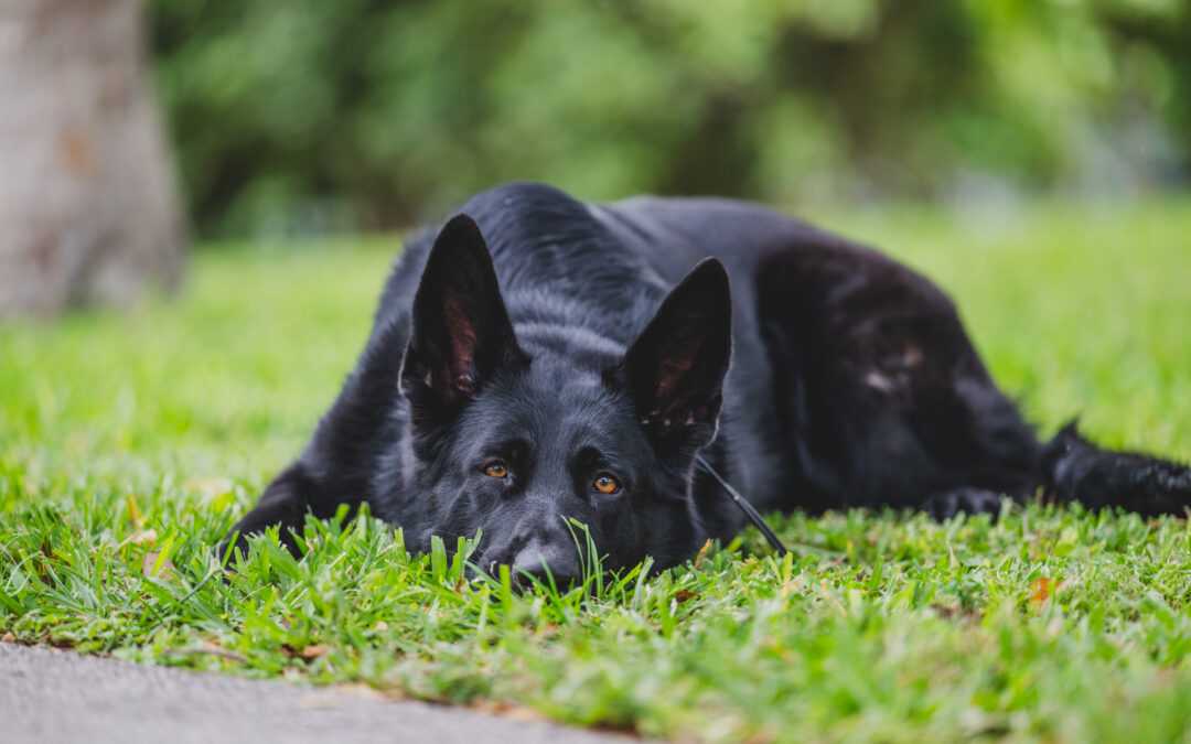 Why train your dog?