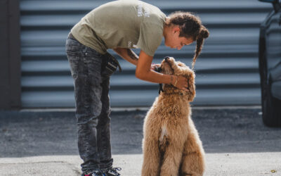 Handling vs. Obedience Training