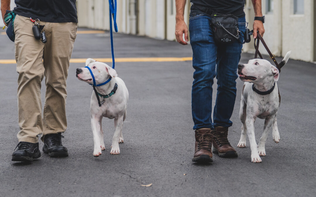 An Intro Guide to Loose Leash Dog Walking