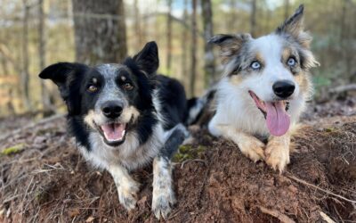 Yes, you can pet my puppy!