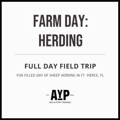 Herding Dog Farm Day Field Trip