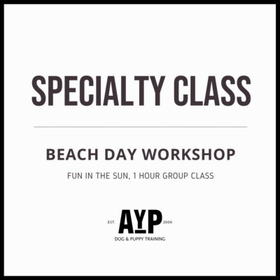 The Beach Day Workshop