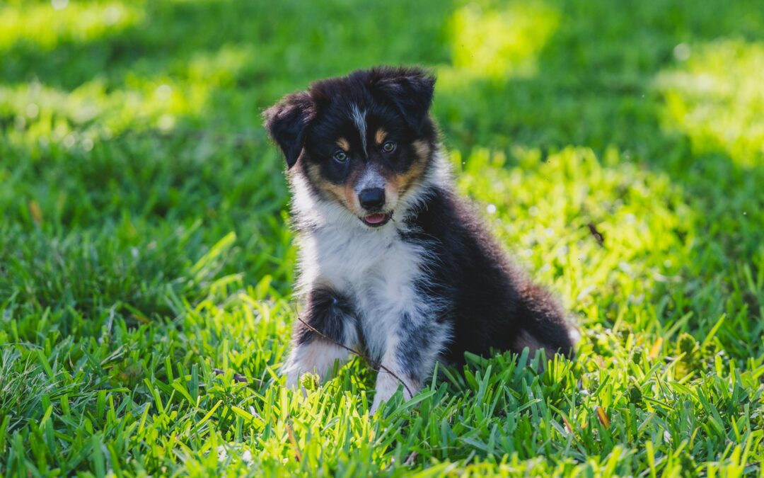 Choosing a Puppy: Making an Educated Decision