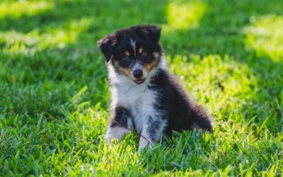 Choosing a Puppy: Making an Educated Decision