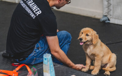Mastering Table Manners: A Guide to Training Your Dog Not to Beg